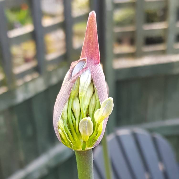 Plant image Agapanthus 'Charlotte'