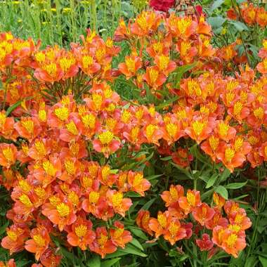 Alstroemeria 'Orange Glory'