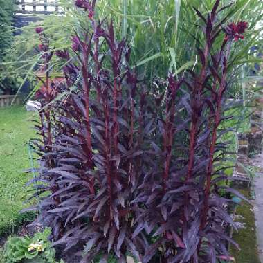 Lobelia cardinalis 'Queen Victoria'