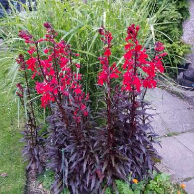 Lobelia cardinalis 'Queen Victoria'