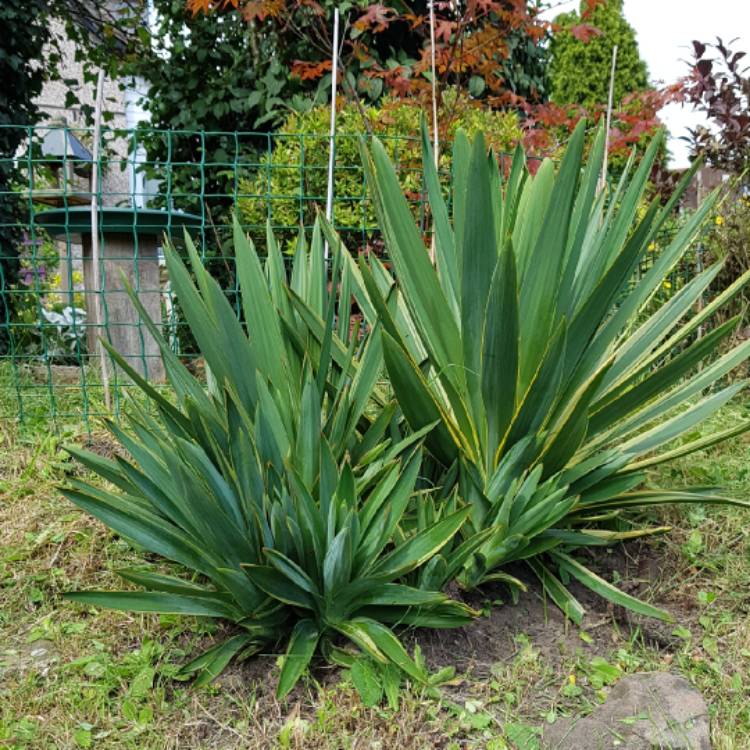 plant image 1156350