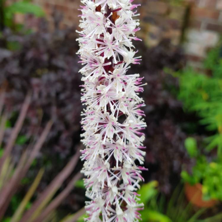 plant image 1174776