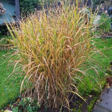 Miscanthus sinensis 'Strictus'