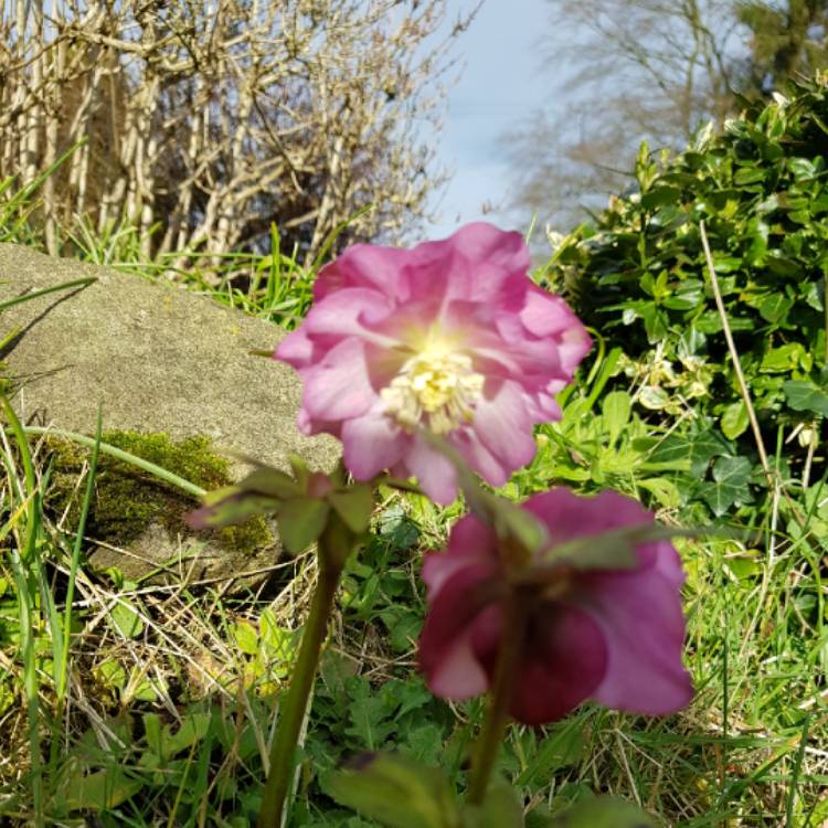 Plant image Helleborus x hybridus 'Double Ellen Purple' (Double Ellen Series)