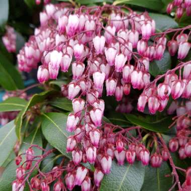 Pieris japonica 'Katsura'