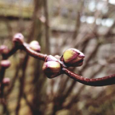 Sambucus racemosa 'Sutherland Gold'