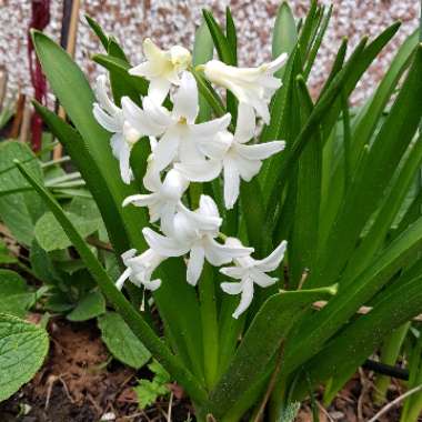 Hyacinthus orientalis