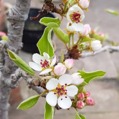 Pyrus communis