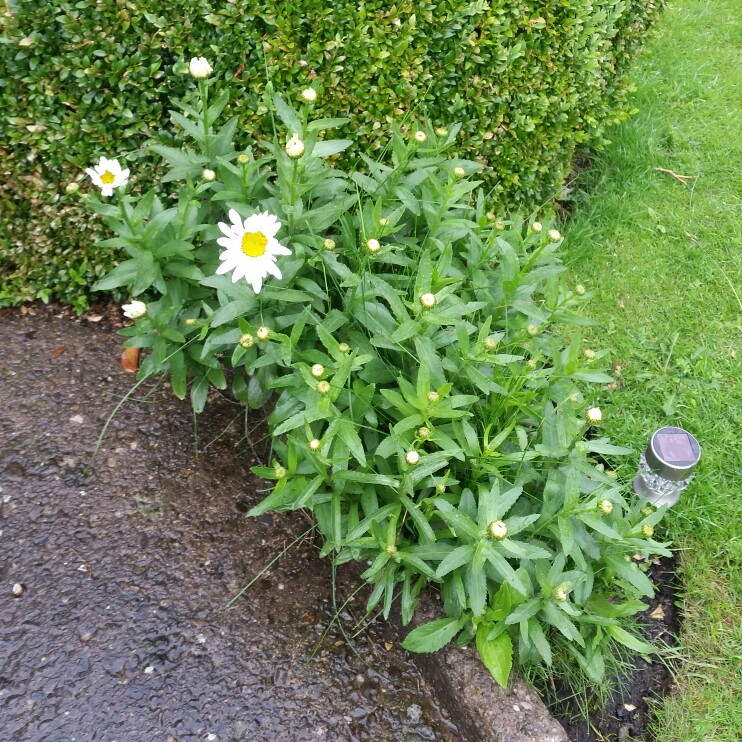 Plant image Leucanthemopsis alpina