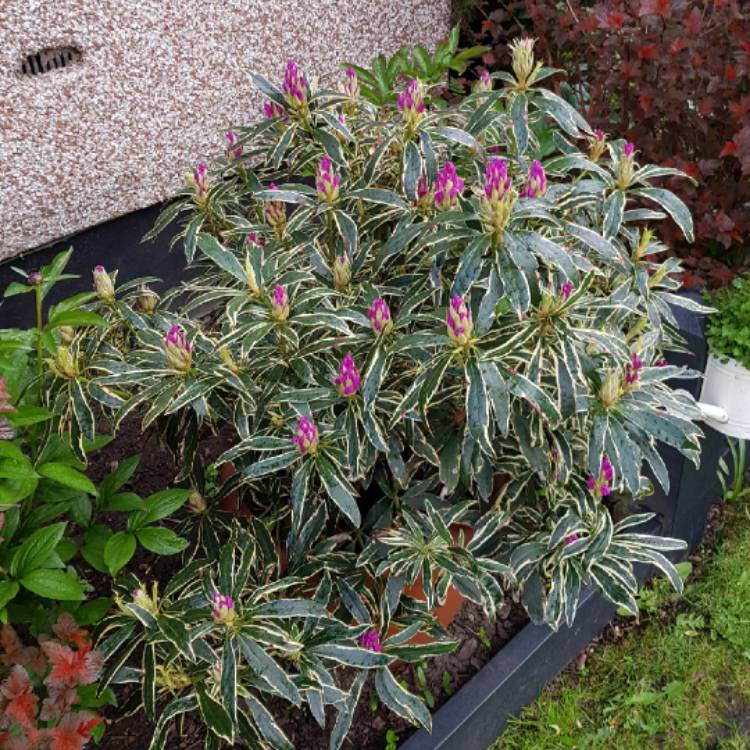 Plant image Rhododendron Ponticum Variegatum