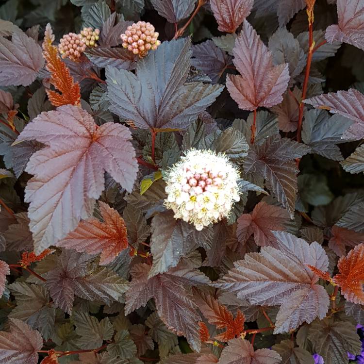 Physocarpus opulifolius 'Lady in Red', Ninebark 'Lady in Red ...