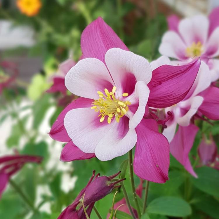 Plant image Aquilegia  'Origami Pink and White'