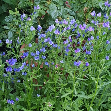 Plant image Echium vulgare 'Blue Bedder' syn. Echium plantagineum 'Blue Bedder'