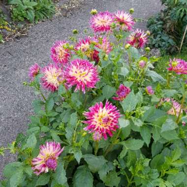 Dahlia 'Tahiti Sunrise'