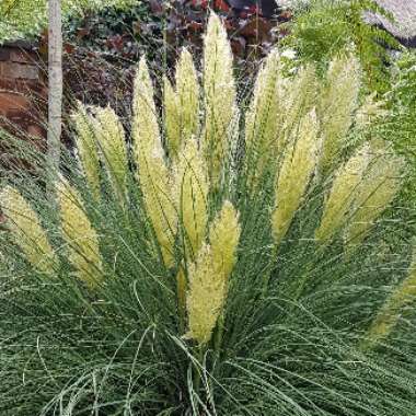 Cortaderia selloana 'Pumila'