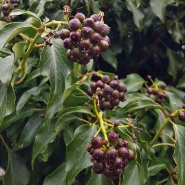 Hedera helix