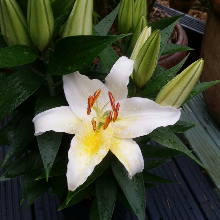 plant image 144504