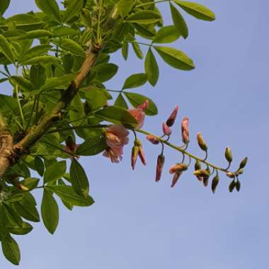 + Laburnocytisus 'Adamii'