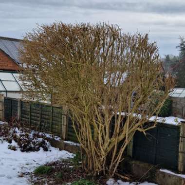 Forsythia x intermedia 'Lynwood Variety'