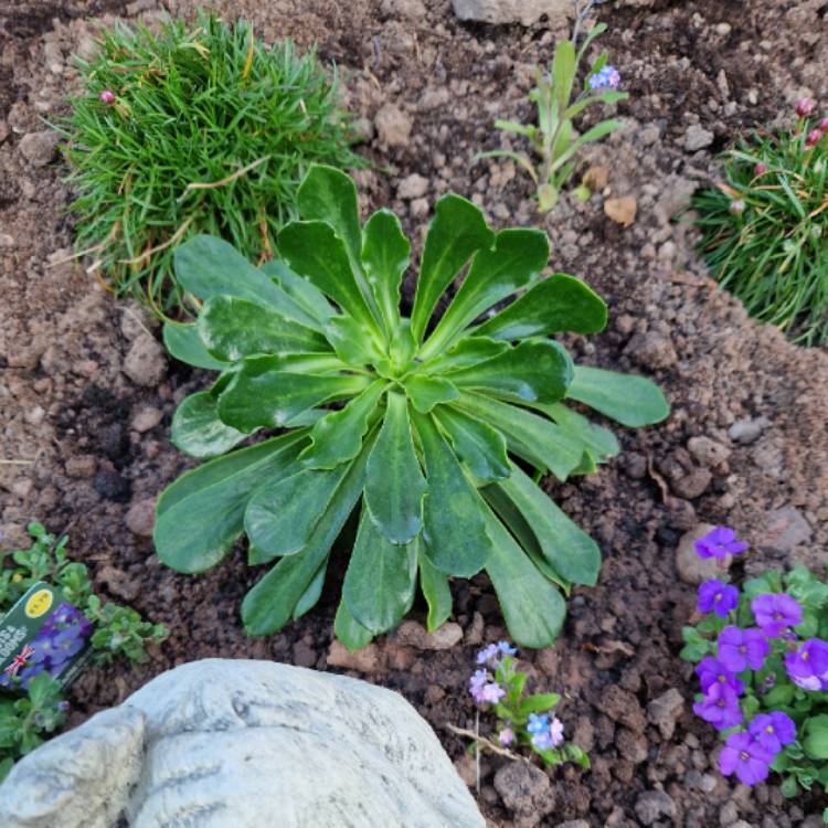 Plant image Lewisia cotyledon 'Elise Mixed' (Mix)