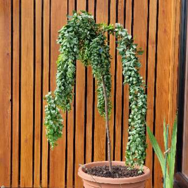 Robinia pseudoacacia 'Lace Lady'