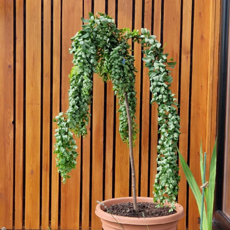 Plant image Robinia pseudoacacia 'Lace Lady'