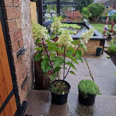 Hydrangea paniculata 'Pinky Winky'