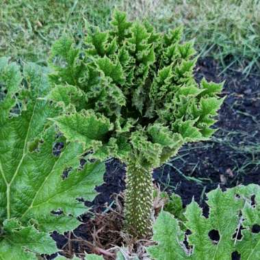 Gunnera manicata