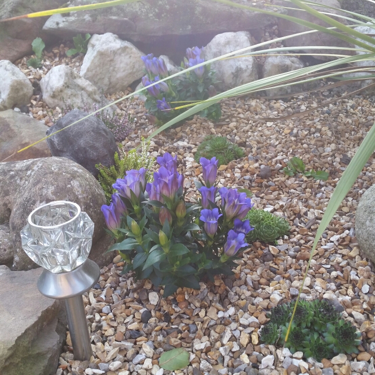 Plant image Gentiana acaulis syn. Gentiana kochiana