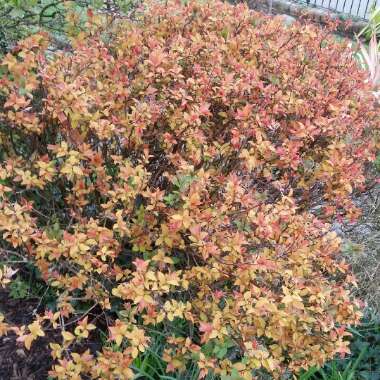 Spiraea japonica 'Firelight'