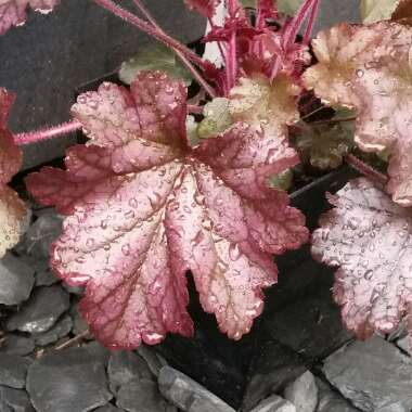 Heuchera 'Morello'