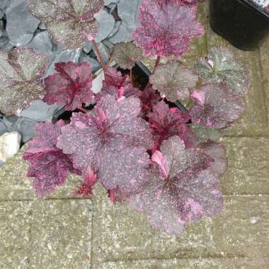 Heuchera 'Midnight Rose'