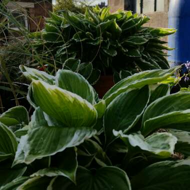 Hosta undulata var. albomarginata syn. Hosta 'Thomas Hogg'