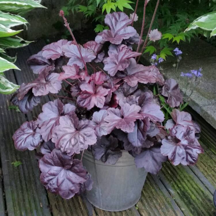 Plant image Heuchera 'Obsidian Coral bells'