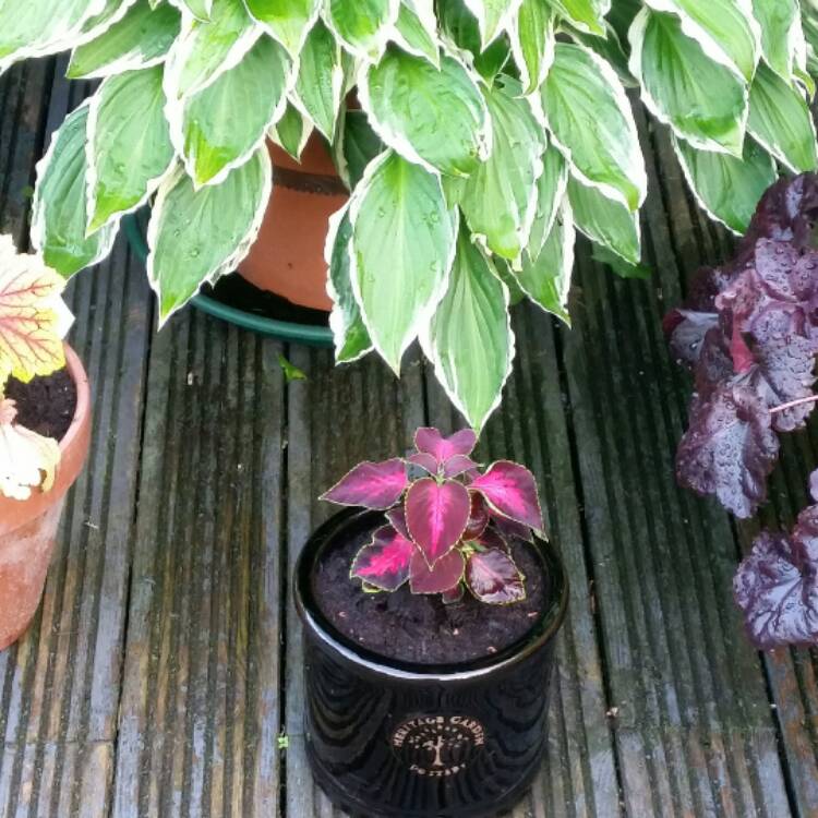 Plant image Solenostemon scutellarioides 'Chocolate Covered Cherry'