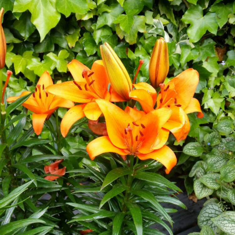 Plant image Lilium 'Brilliant Joy'