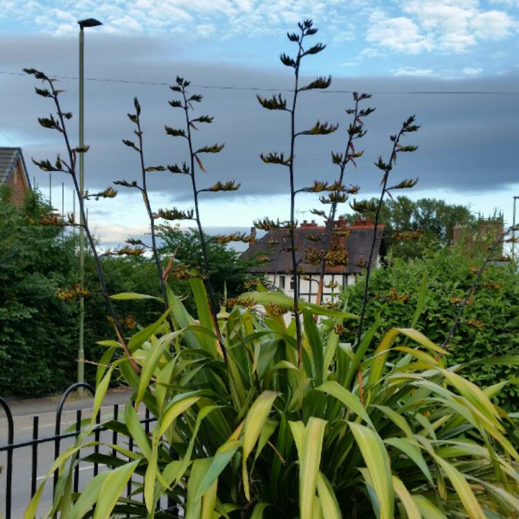 Plant image Phormium 'Jester'