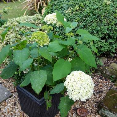 Hydrangea