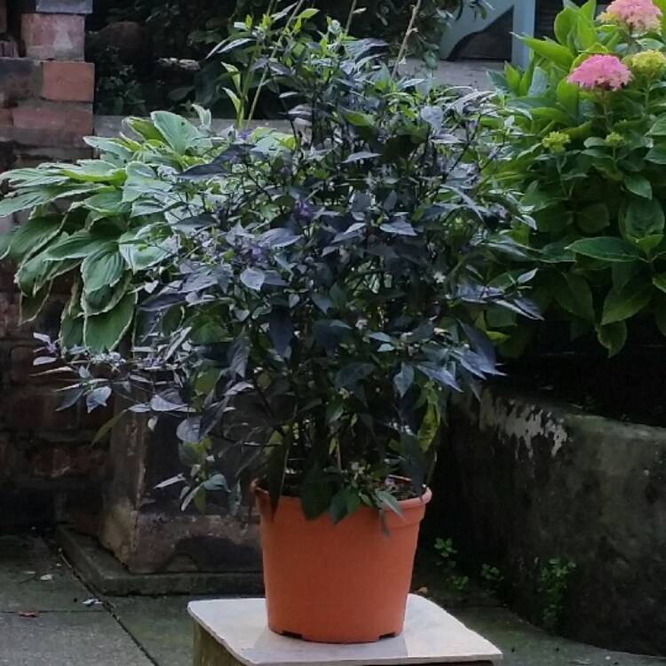 Capsicum annuum 'Zimbabwe Black', Zimbabwe Black Chilli - uploaded by ...