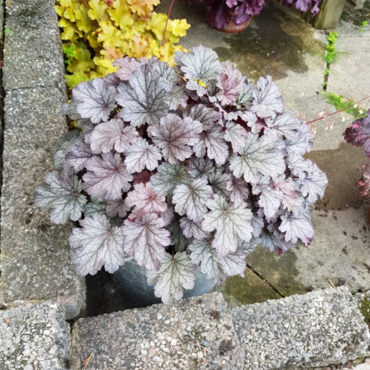 Plant image Heuchera 'Silver Scrolls'