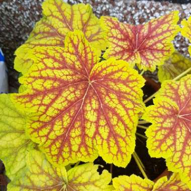 Heuchera 'Stoplight'