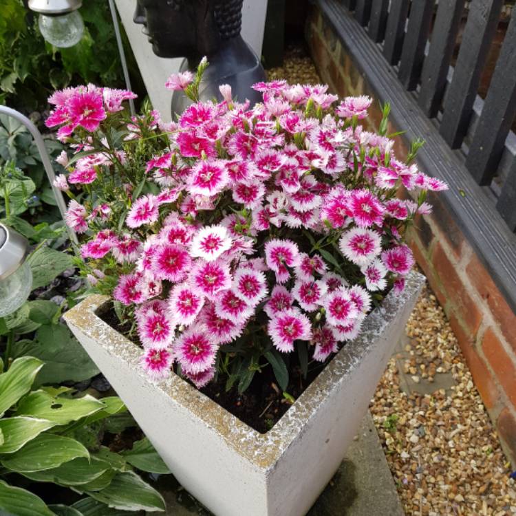 Plant image Dianthus 'Festival White Flame'