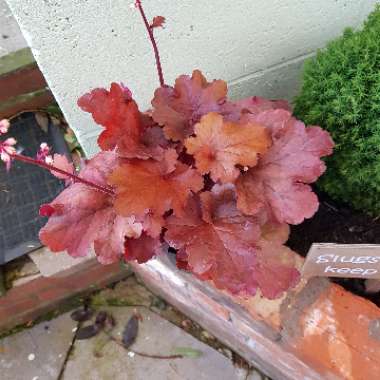 Heuchera 'Zipper'