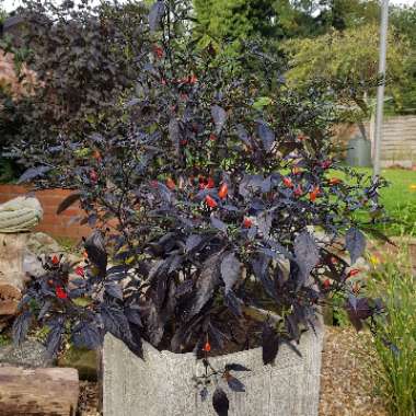 Capsicum annuum 'Zimbabwe Black'