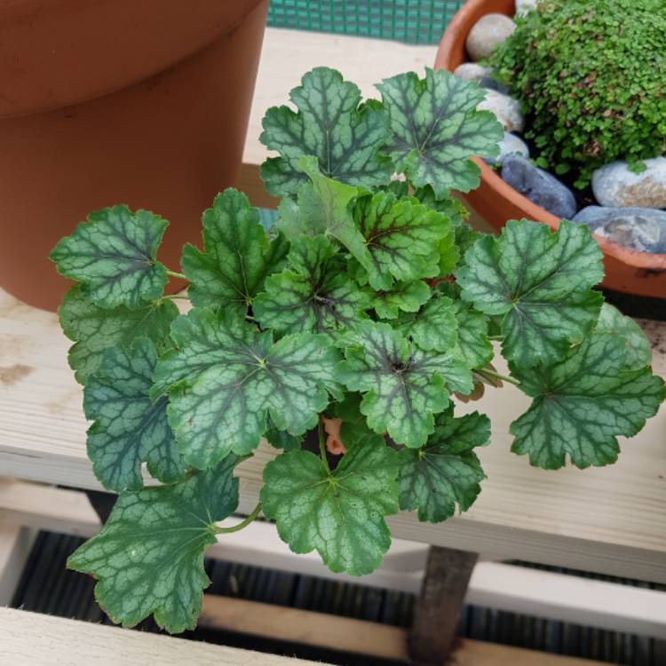 Plant image Heuchera 'Thomas'