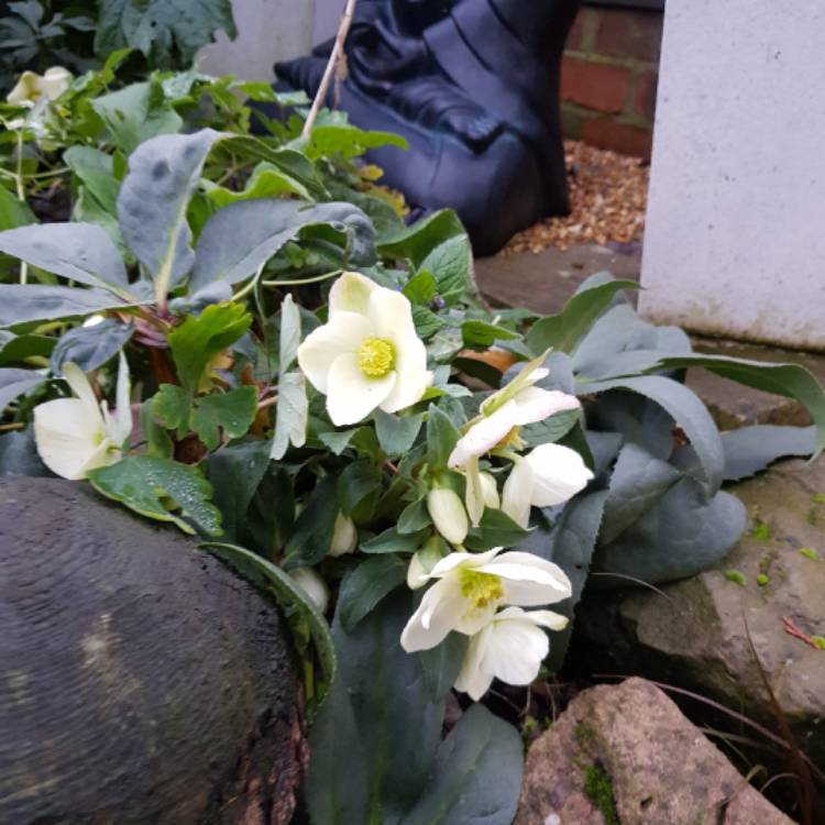 Plant image Helleborus lividus 'Silver And Rose'