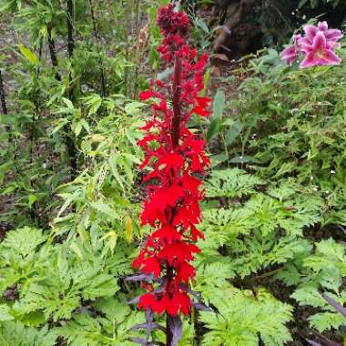 Lobelia cardinalis 'Queen Victoria'