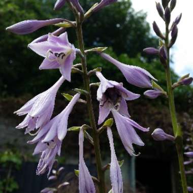 Hosta undulata var. albomarginata syn. Hosta 'Thomas Hogg'