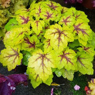 x Heucherella 'Stoplight'