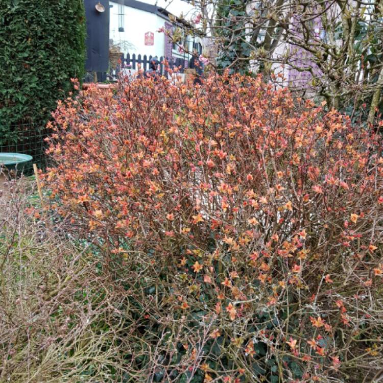 Plant image Spiraea japonica 'Goldflame' syn. Spiraea x bumalda 'Goldflame'